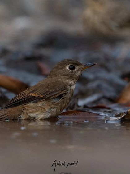 A Brown-breasted Flycatcher taking a bath. These birds have noticeably large eyes, which gives them a very curious expression.