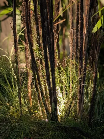 A close-up of the lighting effect we used at the Anita Dongre preview. An uplight placed in the center of this arrangement illuminates the stems of the plants from within, creating a dramatic, glowing effect that looks like a small bonfire in a forest.