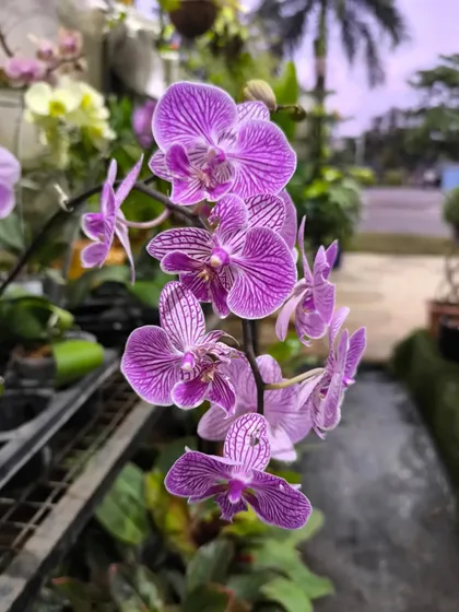 Give the gift of timeless beauty this Women's Day with a beautiful Orchid. It represents the strength, resilience, and elegance of women everywhere.