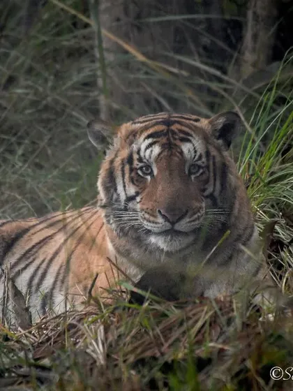 This is Pookie, a tiger from Kishanpur National Park who has since gone missing. This photo is a somber reminder of the threats these animals face, from poaching to territory loss, and the importance of conservation photography.