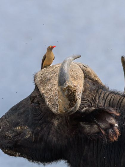 A Red-billed Oxpecker perched on the horn of a Cape Buffalo. This is a classic symbiotic relationship, where the oxpecker feeds on ticks and other parasites on the buffalo's skin.