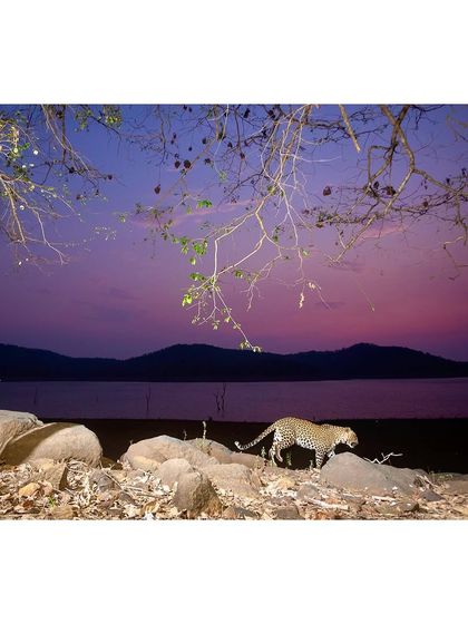 A leopard walking along the backwaters at sunset. This camera trap setup was designed to capture animals against the beautiful evening sky, blending technical photography with the natural environment.