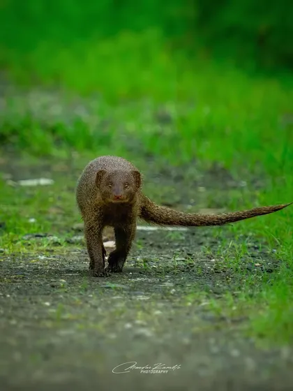 An Indian Grey Mongoose on the move. I caught this one as it trotted down a path, its body low to the ground and its gaze fixed forward, perfectly capturing its slinky, energetic nature.