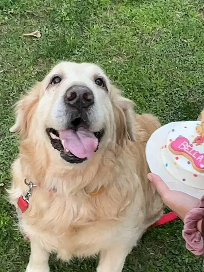 The beautiful Bella enjoying the sunshine on her 9th birthday. She's posing proudly with her custom peanut butter and chicken cake.
