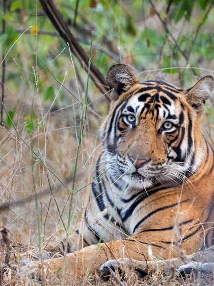 PacMan, the 'forgotten prince' of Ranthambore. Following the stories of these less-famous tigers is just as rewarding as tracking the dominant ones.