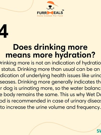 Is my dog dehydrated? This series explains what 'hydration status' means, how to check for it using the skin and gum tests, and why drinking more water isn't always a sign of good hydration.
