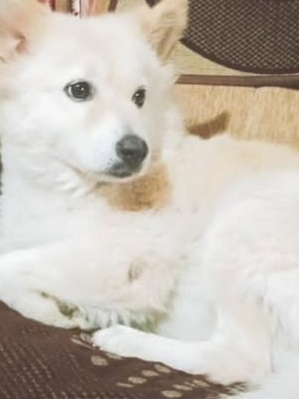 This is Angel, a 3.5-year-old female Pomeranian/Spitz mix. She is vaccinated, spayed, potty-trained, and a joyful companion.