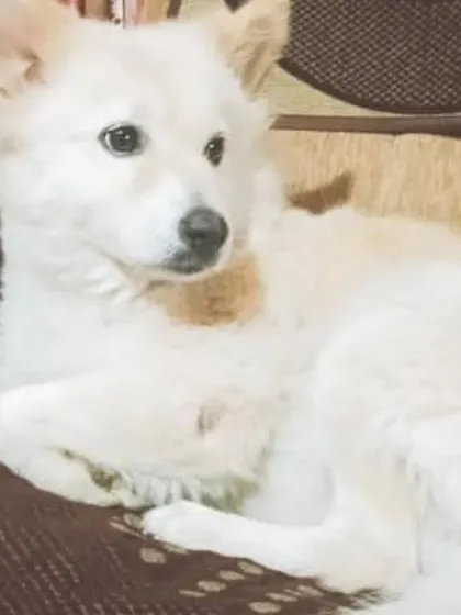 This is Angel, a 3.5-year-old female Pomeranian/Spitz mix. She is vaccinated, spayed, potty-trained, and a joyful companion.