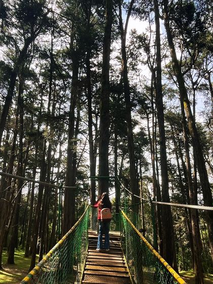 A traveler on the hanging bridge inside the Cairn Hill Reserve Forest, surrounded by tall, majestic trees.