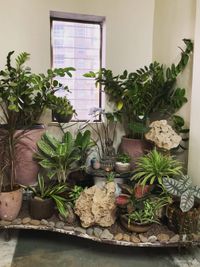 Indoor Plant Styling