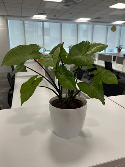 Rakshith Landscaping - Landscape Design & Installation Plant & Tree Supply photo 61