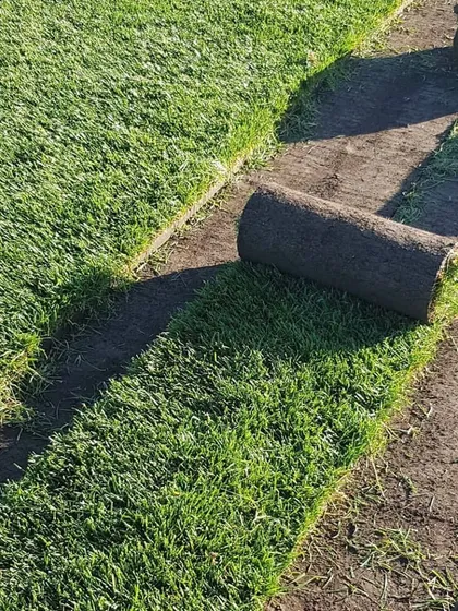 You don't have to wait for a beautiful lawn. I supply and install high-quality carpet grass rolls, like this Korean grass, for an instant, lush green ground cover in gardens, farmhouses, and commercial spaces.
