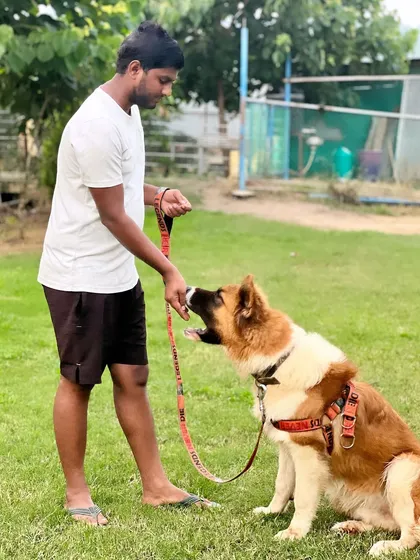 This is a calm moment during a session with a large German Shepherd. I work with all temperaments, including dogs with aggression issues, always focusing on building trust and understanding the root cause of the behavior to create a safe and positive outcome.