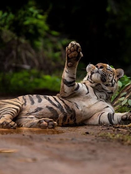 The mighty tiger Shambu cooling off in a puddle after a hearty meal of Indian gaur.