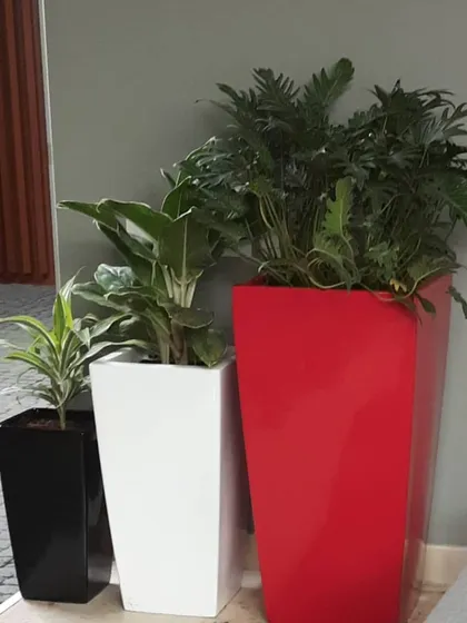 A grouping of three different sized planters in black, white, and red, each with a different plant species. This creates a visually interesting and layered green corner.