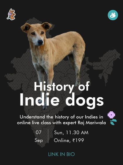 The Pack - Pet Parent Education & Workshops Awaara Nahi, Humara Hai: Community Dog Advocacy photo 10