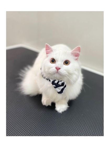 Furrybells Pet Grooming - Pet Grooming (Dogs & Cats) Cat Grooming: A Gentle Touch photo 42