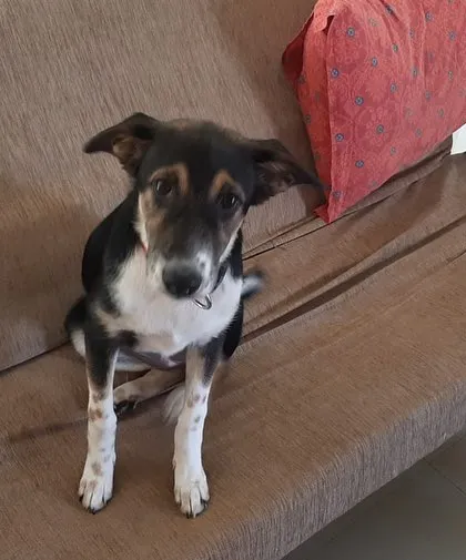 Meet Kaali, a sweet 4-month-old rescued Indie pup who is looking for her forever home. She's a friendly and gentle soul who gets along wonderfully with people and other dogs.