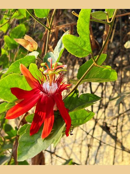 Our Native Plant Showcase photo 29