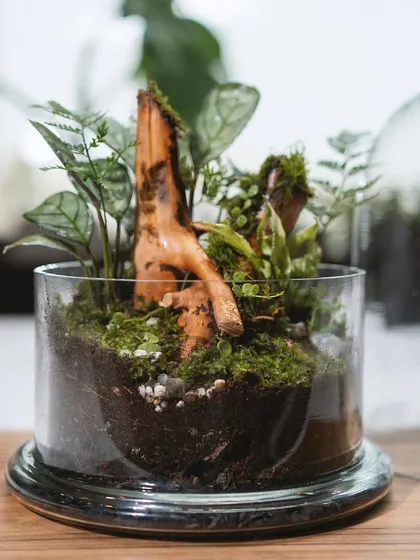 With the dome removed, you can see the central driftwood feature, surrounded by lush plants and moss. This design is all about creating a positive, natural vibe in your space.