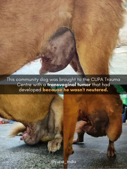 Cupa - Spay/Neuter & Animal Birth Control Our Dog Sterilization Program photo 12