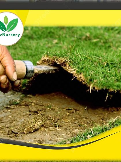 A worker demonstrates how to properly lift and check the quality of a grass turf section.