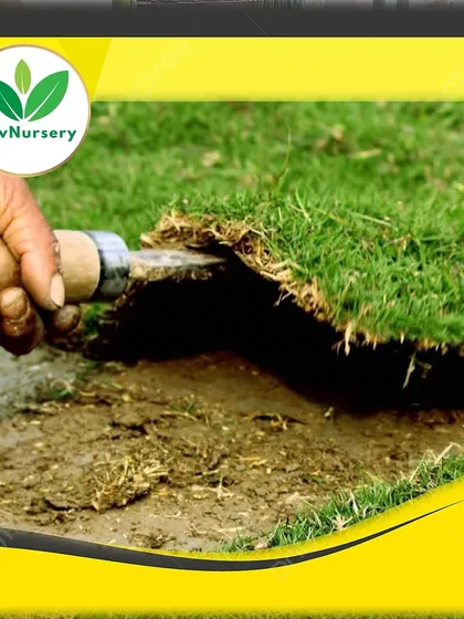 A worker demonstrates how to properly lift and check the quality of a grass turf section.