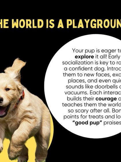 Oh My Dawg - Pet Supplies For New Pet Parents photo 5