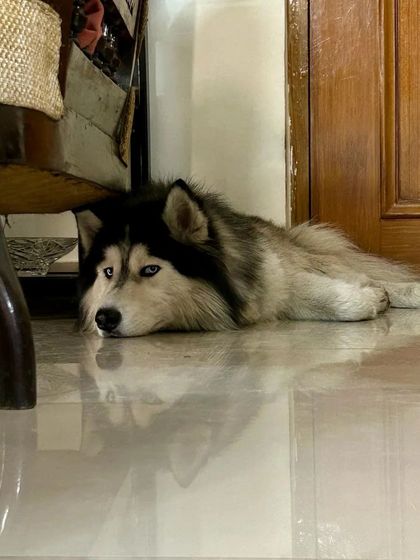 These additional photos showcase the variety of wonderful dogs I have the pleasure of caring for, each with their own unique charm and personality. From playful moments to quiet cuddles, every interaction is special.