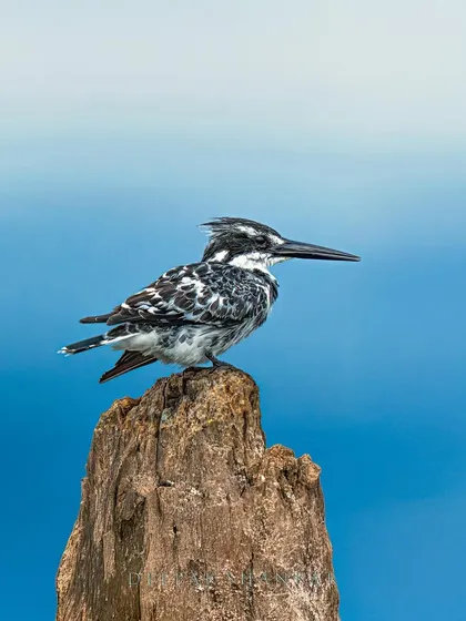 The Pied Kingfisher, a master of precision. Its striking black and white plumage makes for a beautiful subject, especially when perched against the deep blue of the water.