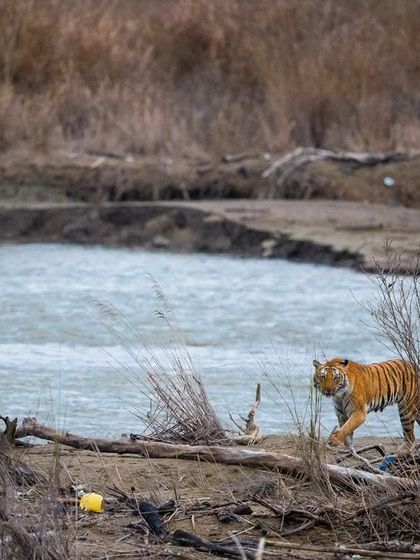 I was lucky to witness and document this entire hunting sequence at the Ramganga River in Corbett. A tigress spots her prey, dives into the river, and makes a successful kill, a raw display of instinct and power.