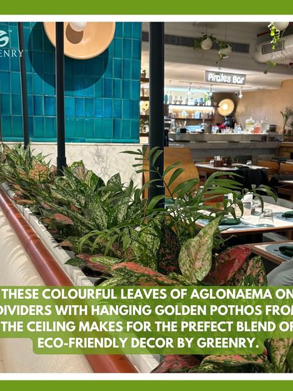 Colorful Aglaonema plants in the dividers and hanging Golden Pothos from the ceiling create a perfect blend of eco-friendly decor. The mix of colors and heights adds to the restaurant's vibrant, tropical ambiance.
