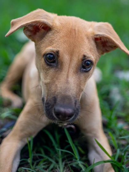 Govind Raj - Pet Photography Celebrating Indies & Rescues photo 15