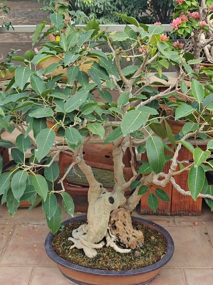 A mature Peepal bonsai with a well-established trunk and canopy. This tree is a beautiful example of Ficus Religiosa, perfect for an outdoor spiritual space.