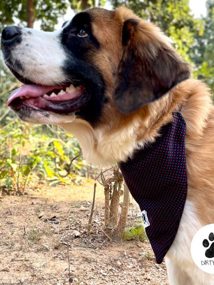 A handsome St. Bernard wearing our Red & Green check tweed bandana. The fabric is perfect for winter and adds a classic, stylish touch.