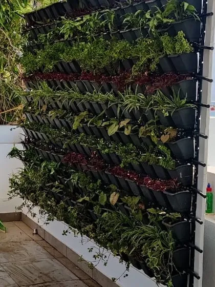 This vertical garden is installed on an outdoor balcony wall, maximizing green space in a limited area. The mix of upright and trailing plants will eventually cover the structure, creating a full and lush appearance.