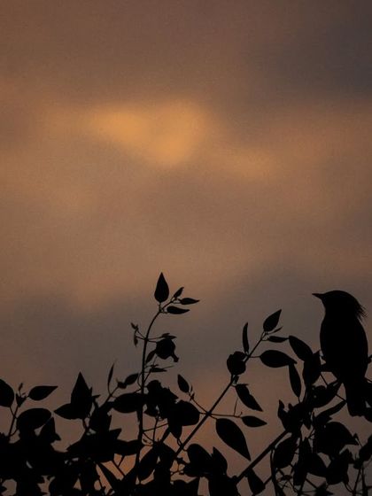 "Bad Hair Day!" A silhouette of a Brahminy Starling against a cloudy sunset. I love the dramatic and moody feel of this shot.