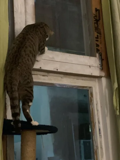 What's going on out there? Trooper is the official neighborhood watch.