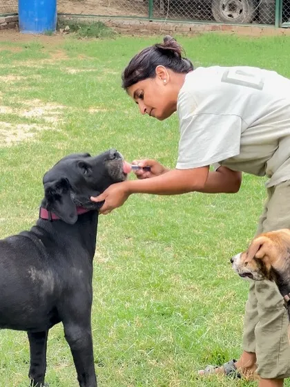Administering medication is a responsibility I take very seriously. Whether it's daily pills, ear drops, or other treatments, we handle all medical needs with gentle, expert care, ensuring your dog's health routine is never interrupted.