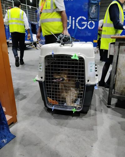 International Pet Relocation