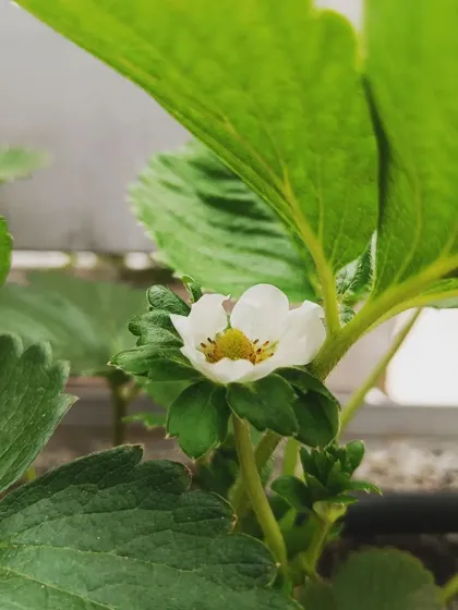 A delicate strawberry flower, signaling the start of the season. Soon, this will develop into a sweet, juicy berry.