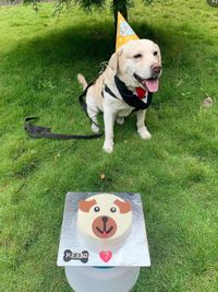 Custom Dog Cakes & Cupcakes