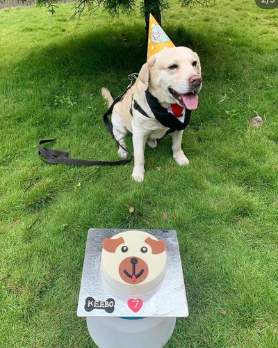 Custom Dog Cakes & Cupcakes