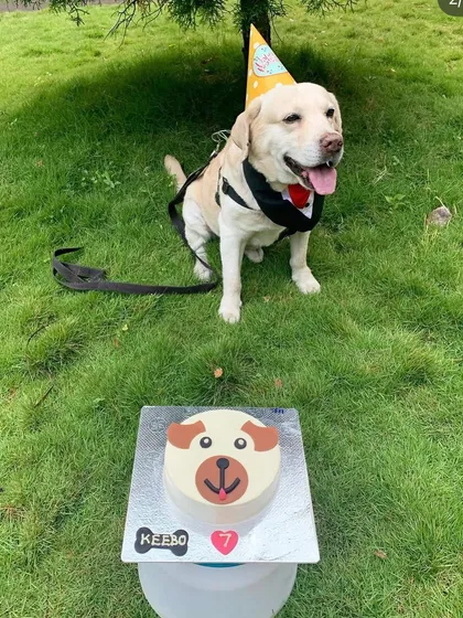 Keebo the Labrador celebrating his 7th birthday with an outdoor party. He's looking very dapper in his birthday tuxedo!