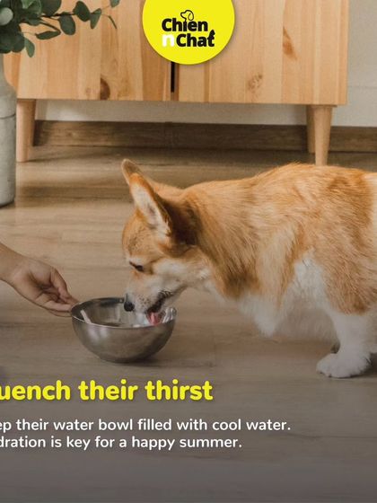 Hydration is key for a happy summer. Always keep your pet's water bowl filled with fresh, cool water to help them stay hydrated throughout the day.