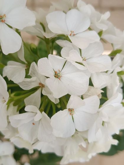 A gallery of the many different flowers I have successfully grown, showing a wide range of colors and types.