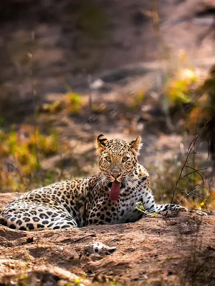A leopard rests on a rock, taking a moment to groom itself.