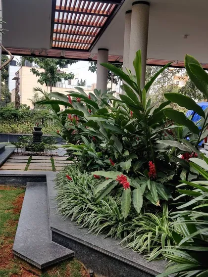 A layered garden bed at the entrance of a home, featuring red ginger flowers and variegated grasses. This planting design creates a welcoming and lush entryway, guiding visitors with natural beauty.