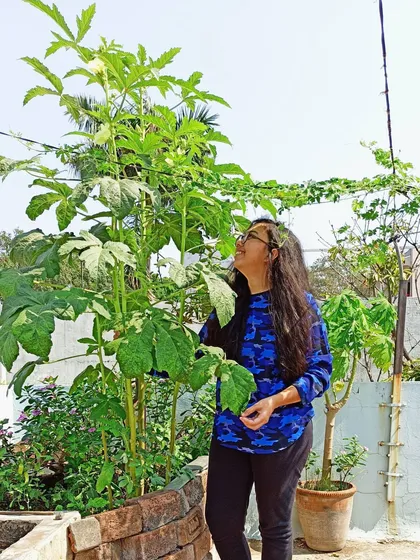 Admiring the height of my okra plant. Container gardening allows you to grow impressive plants right outside your door.