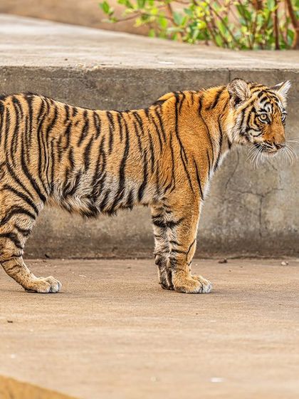 Using the rule of thirds, this tiger cub is placed at the intersection of the grid lines, creating a visually appealing and balanced composition. Focusing on the eye is always the priority.